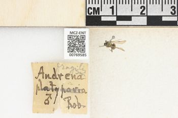 Media type: image;   Entomology 769585 Aspect: Labels